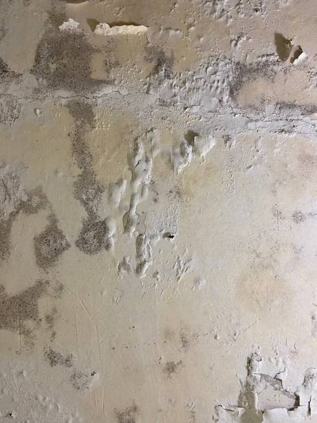 Best Black Mold Remediation in Buffalo, OK