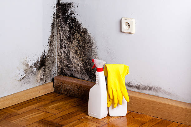 Trusted Buffalo, OK Mold Remediation Experts