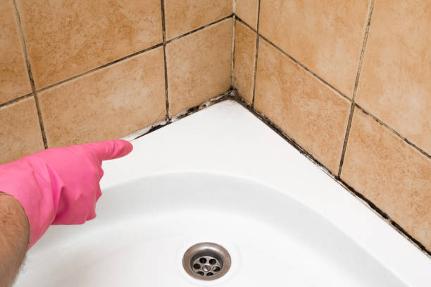 Best Commercial Mold Remediation in Buffalo, OK